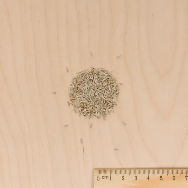 Potagères - Laitue Batavia Blonde à Bord Rouge 2 - BIO - MEDIA_3D